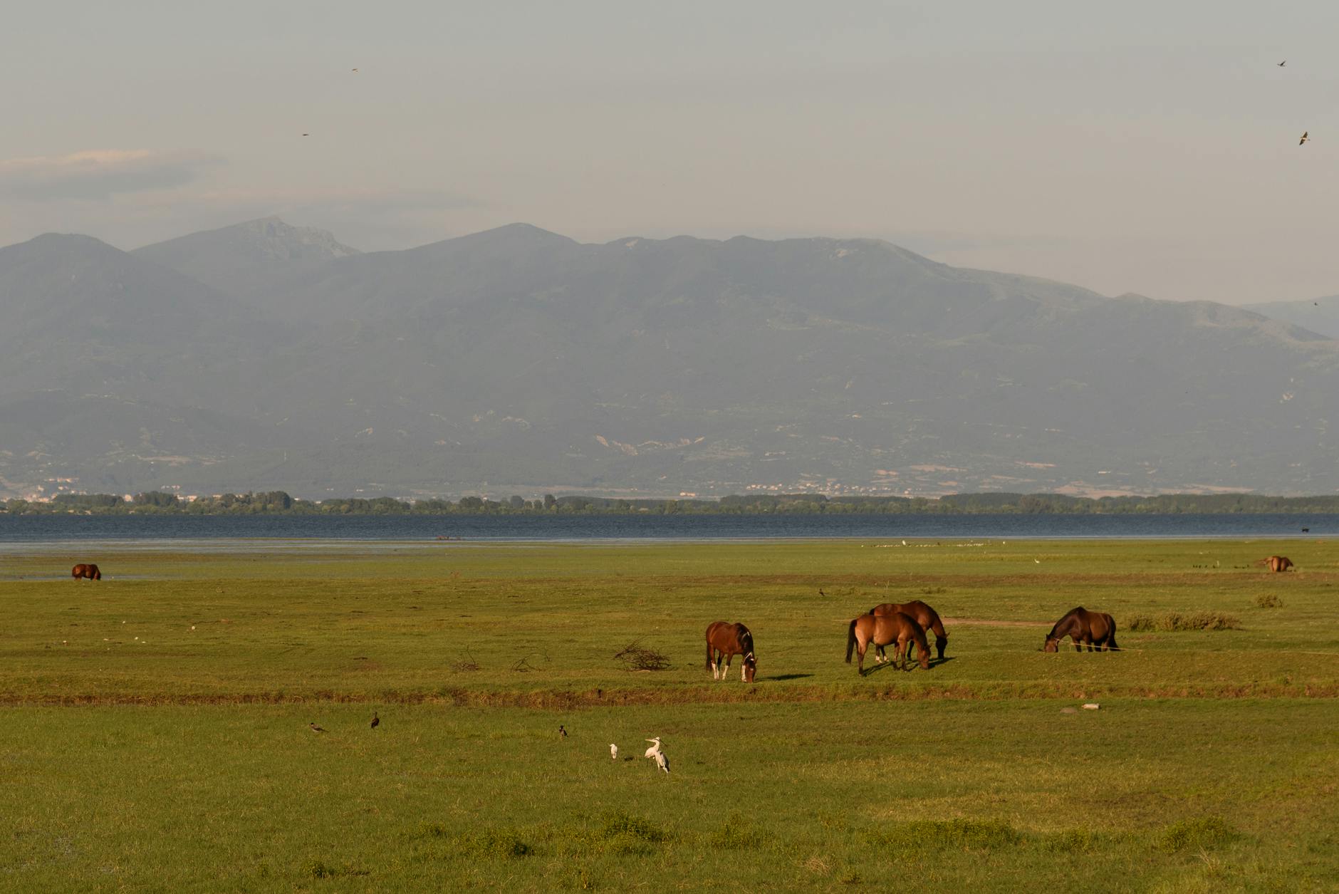 Birdwatching North Macedonia | Relax Rent a Car