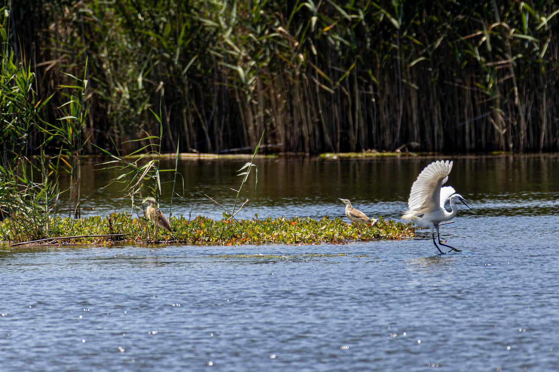 Hutovo Blato: Birdwatching & Wetlands