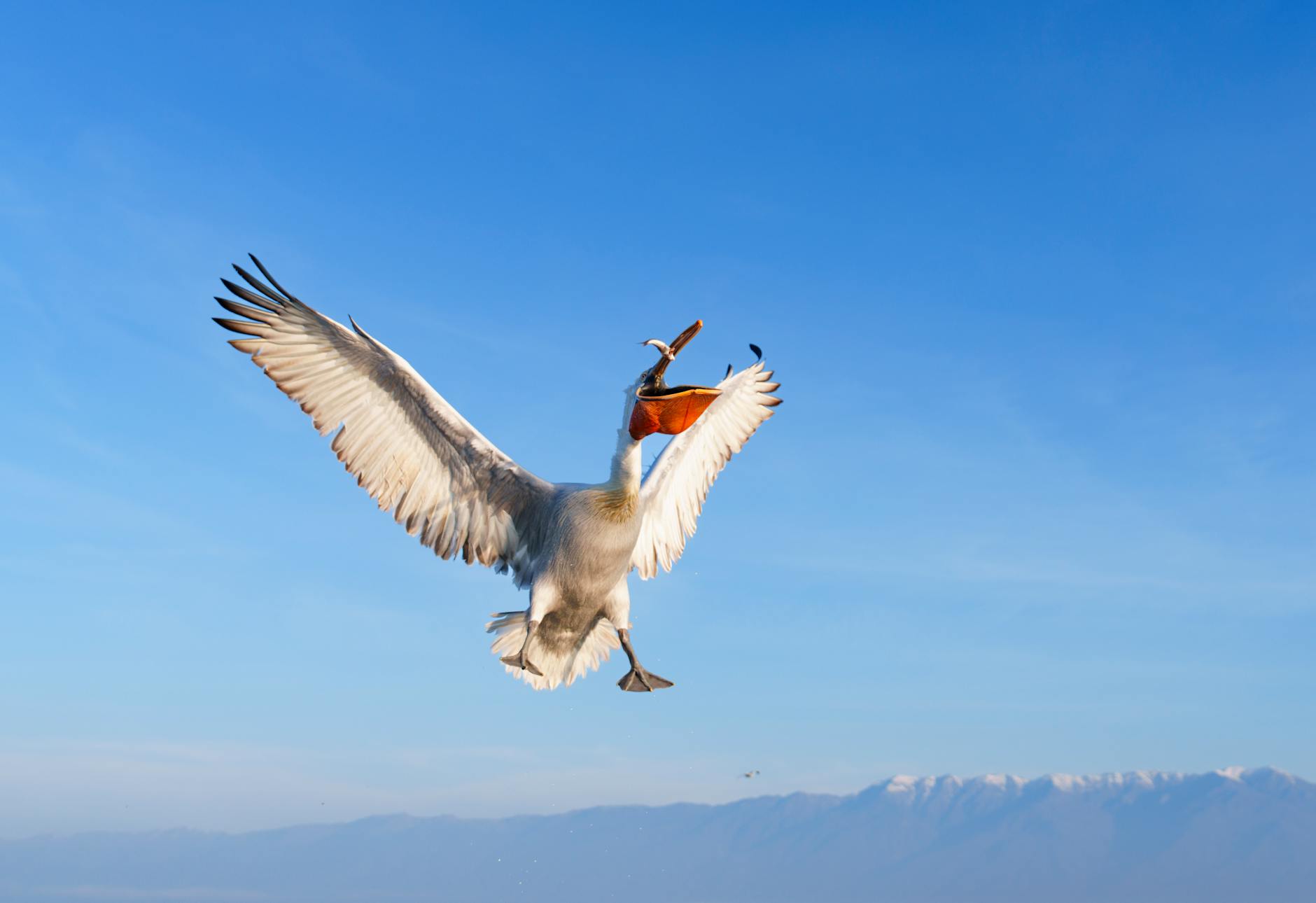 Lake Dojran: Pelicans & Greek Border | Relax Rent a Car