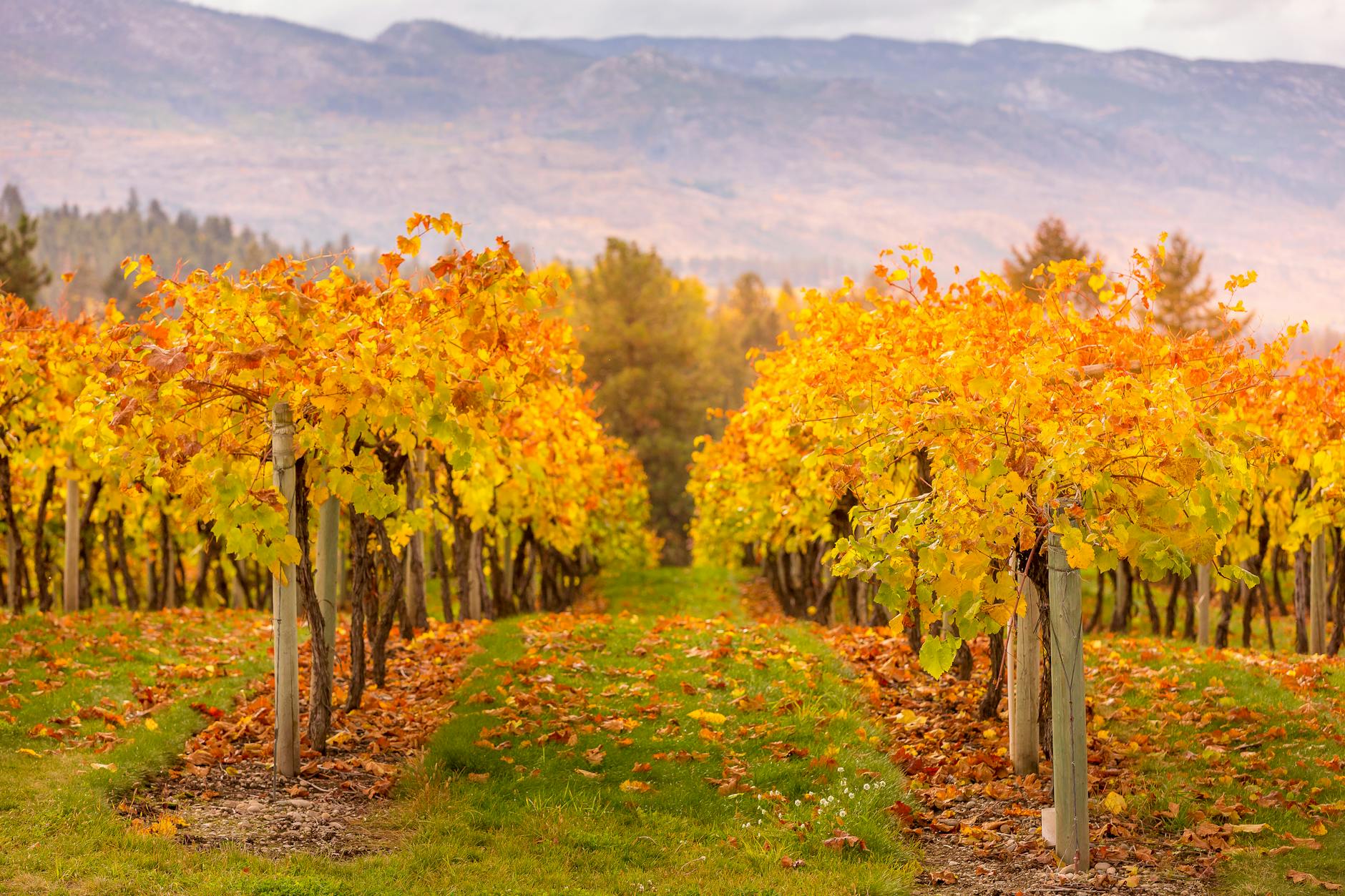 Autumn Drive North Macedonia