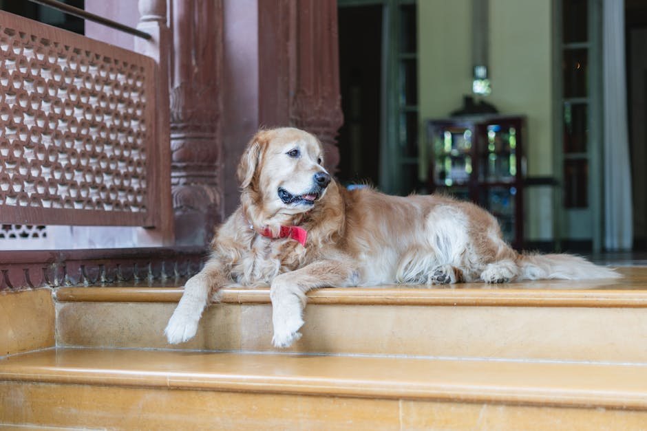 North Macedonia Pet-Friendly Hotels | Relax Rent a Car