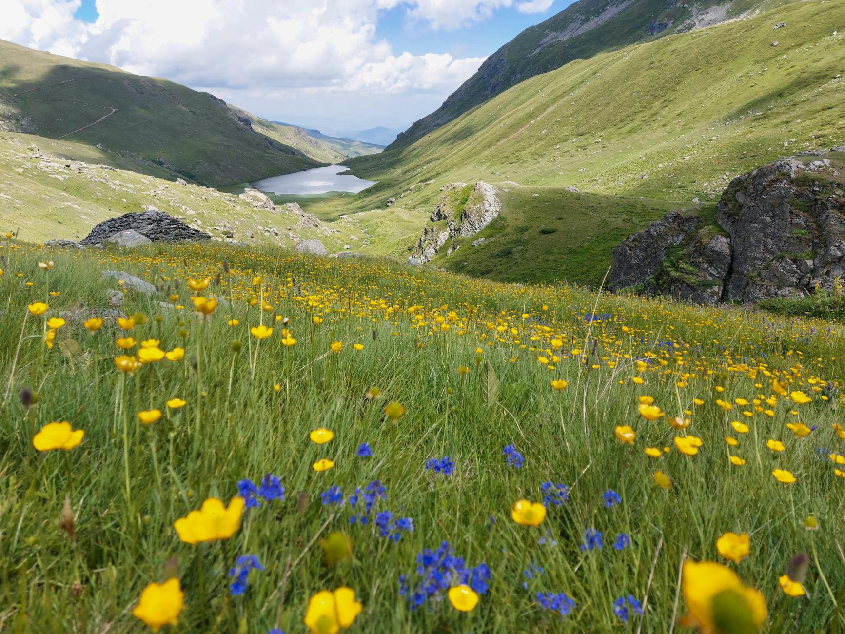 Spring Wildflower Drives | Relax Rent a Car Skopje Airport
