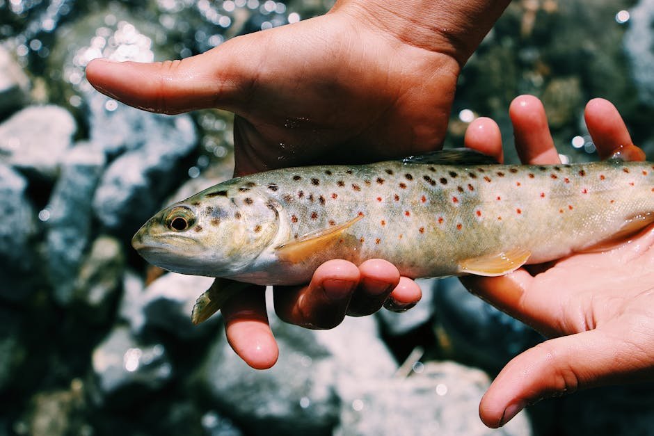 Ohrid Trout: A Culinary Guide | Relax Rent a Car Skopje Airport