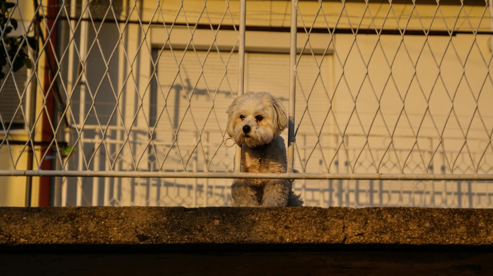 Driving with Dogs in North Macedonia