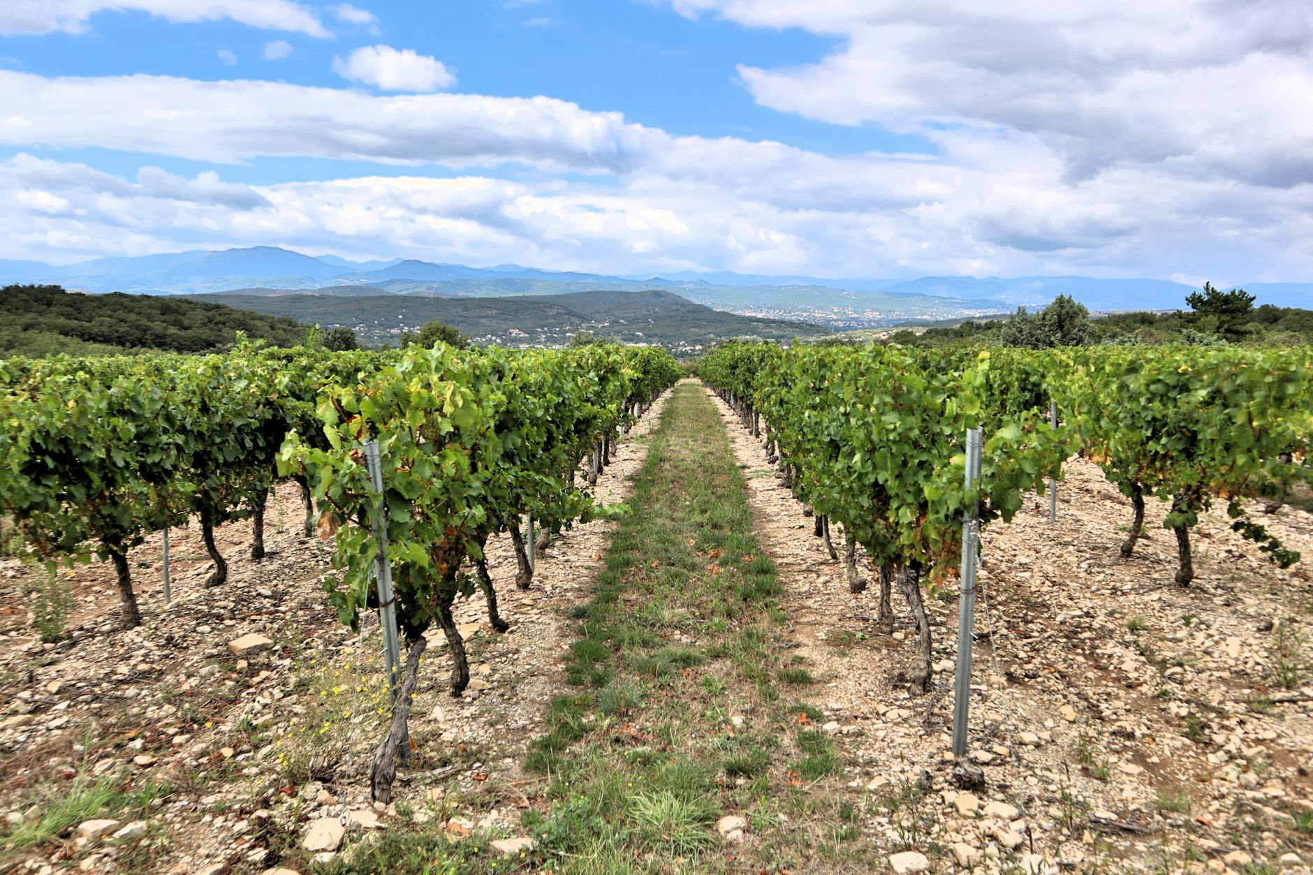 Popova Kula Winery: Demir Kapija Wine Tour