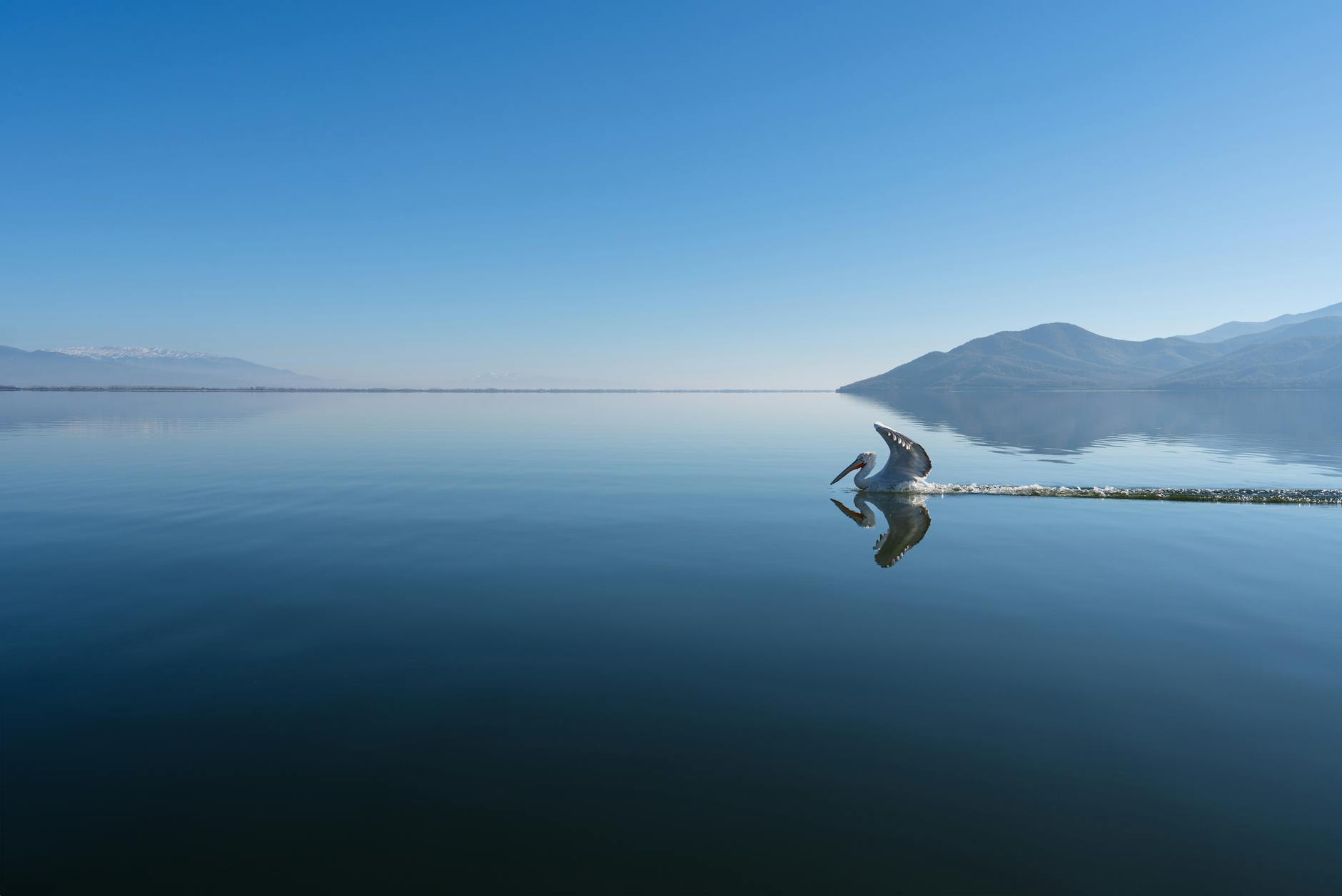 Prespa Lakes: Pelicans & Villages | Relax Rent a Car