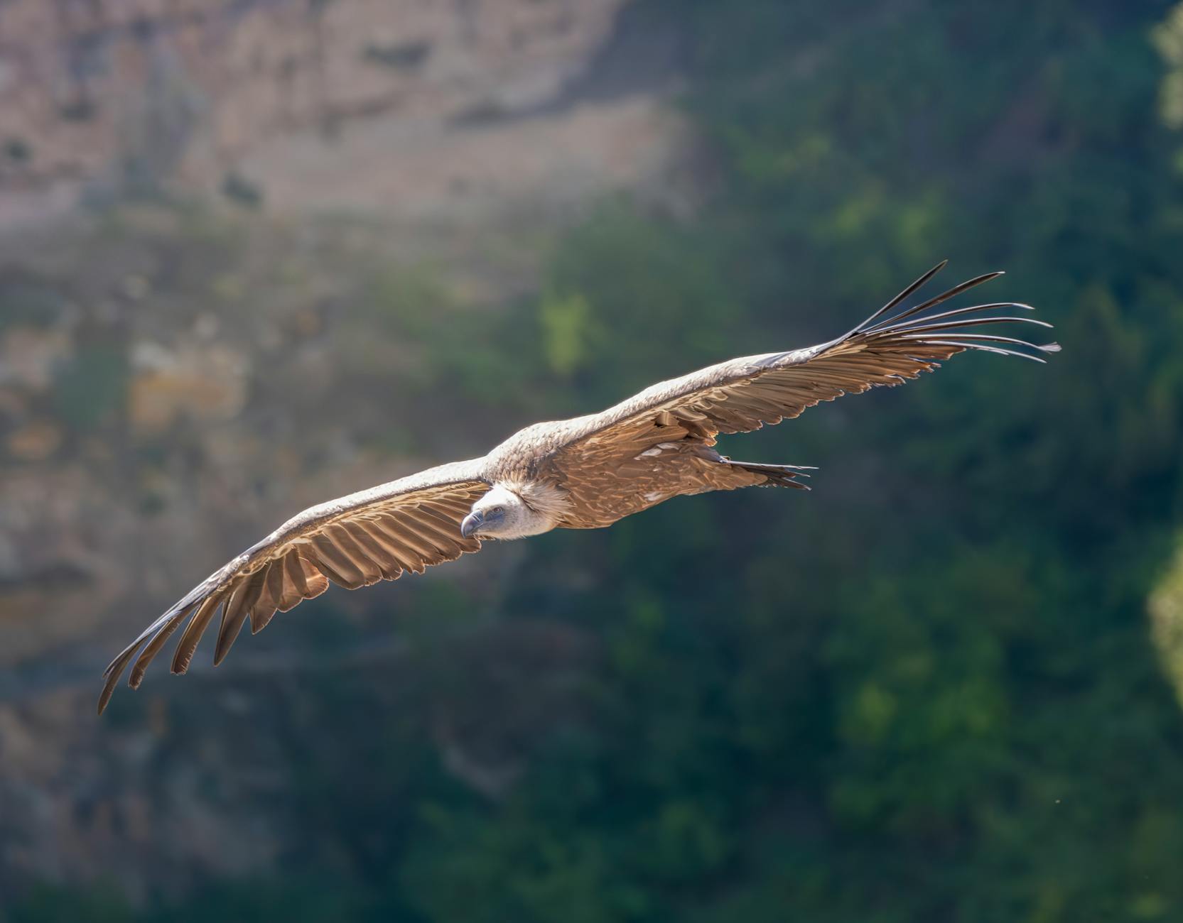 Uvac Canyon: Vultures & Meanders | Rent a Car Skopje